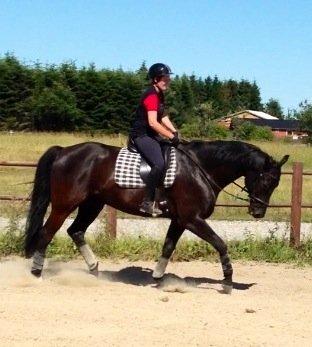 Dansk Varmblod ERA Don Pedro - Første ridetur i fem uger billede 20