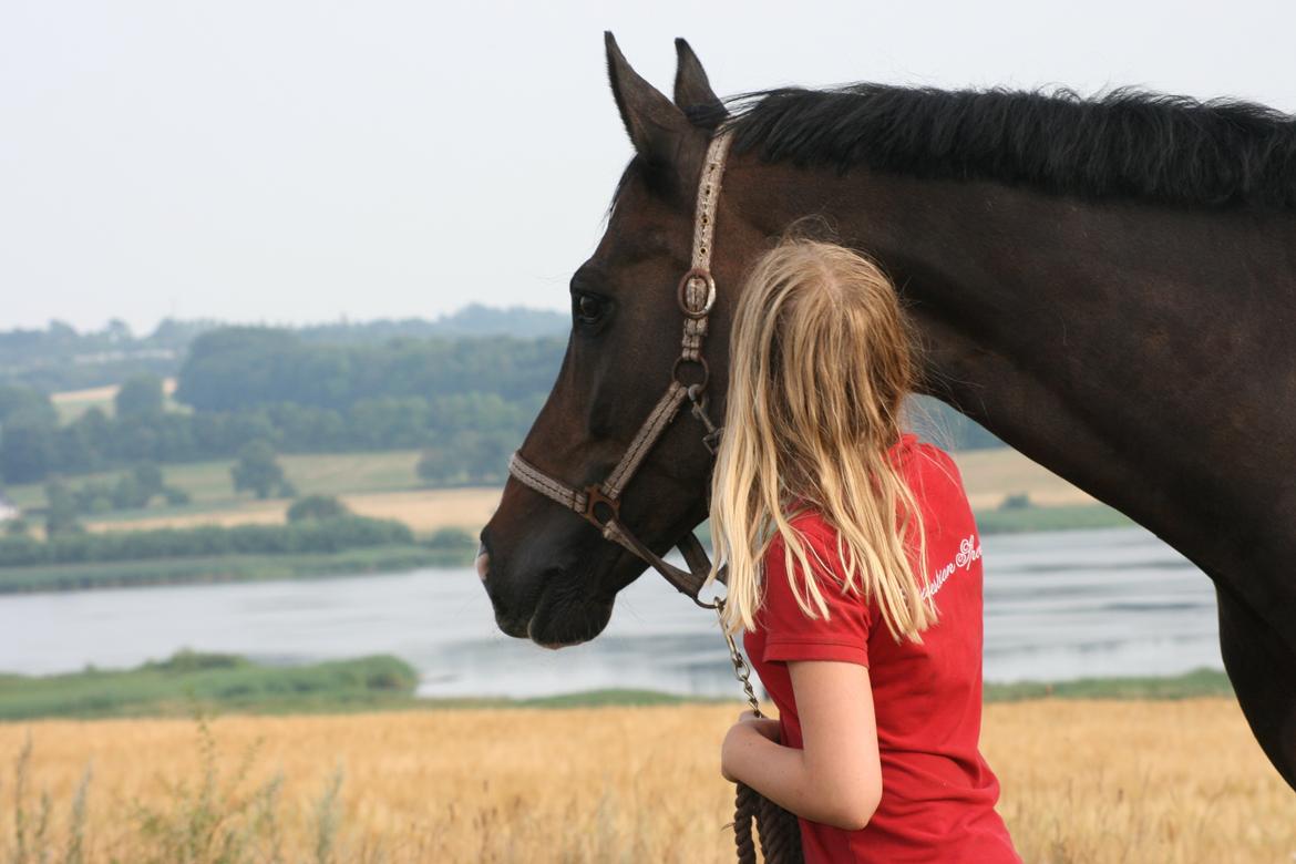 Dansk Varmblod Don Carif (Følle) billede 5