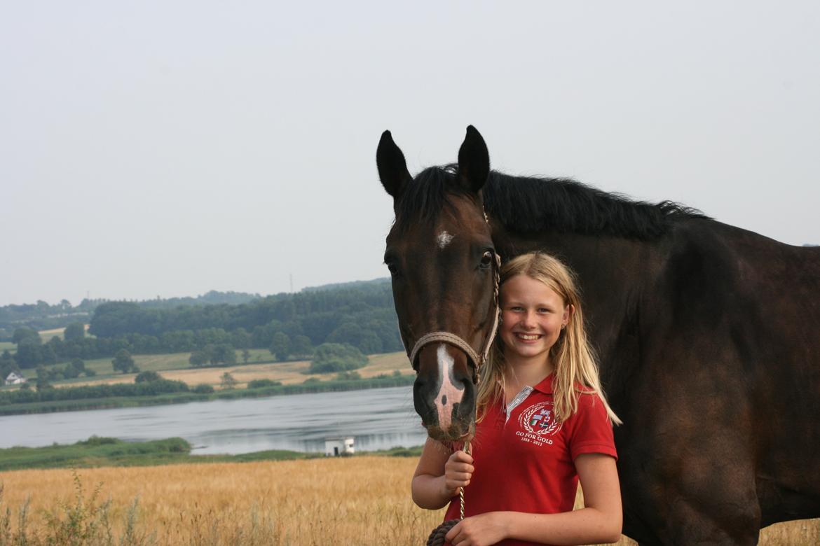 Dansk Varmblod Don Carif (Følle) billede 9