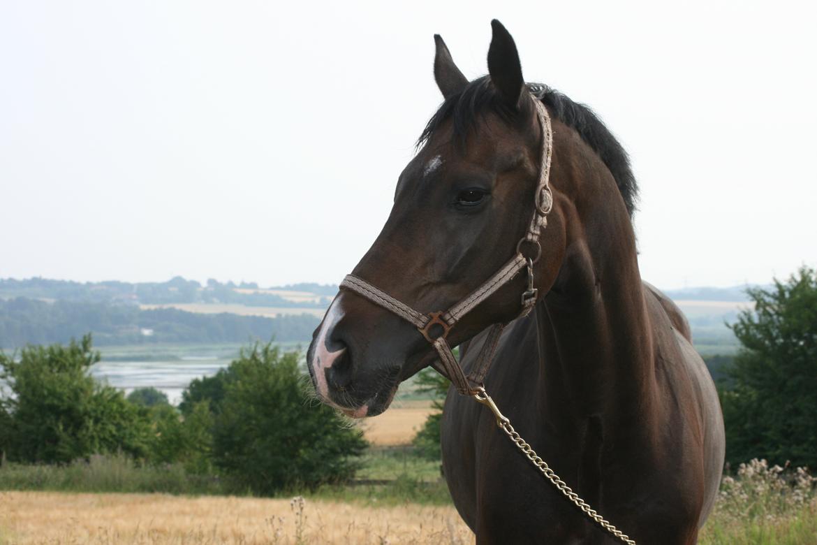 Dansk Varmblod Don Carif (Følle) billede 16