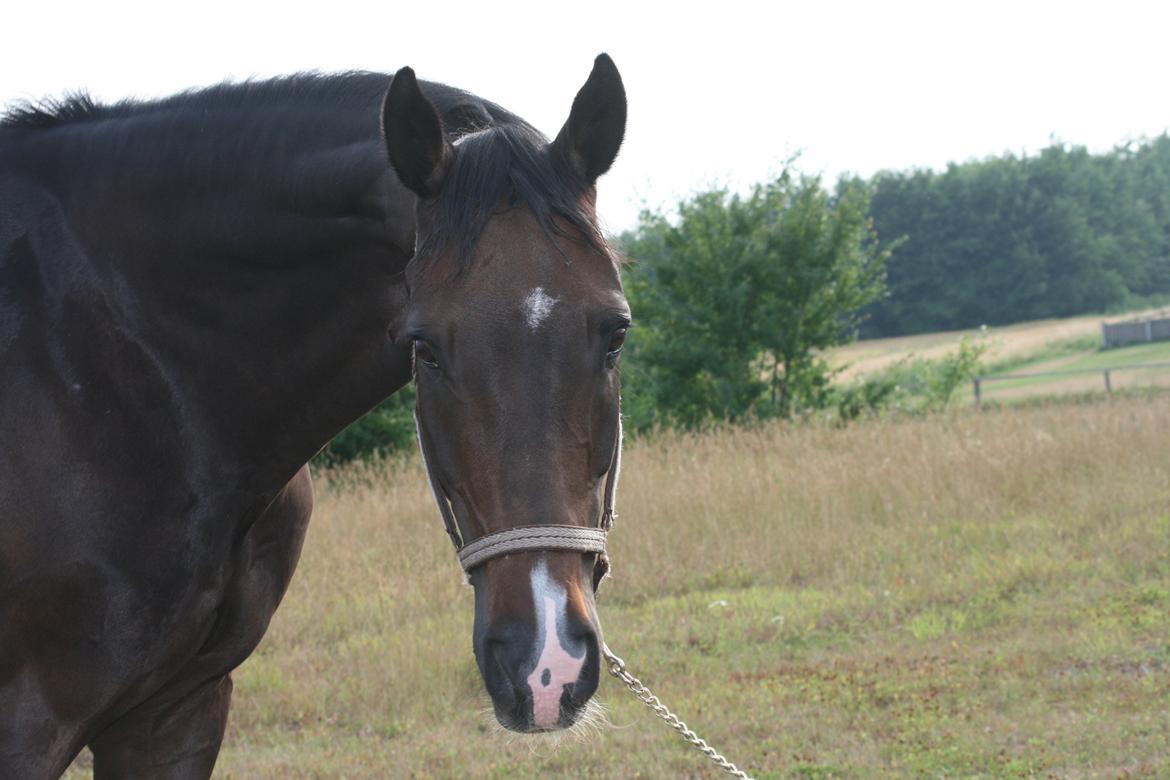 Dansk Varmblod Don Carif (Følle) billede 8