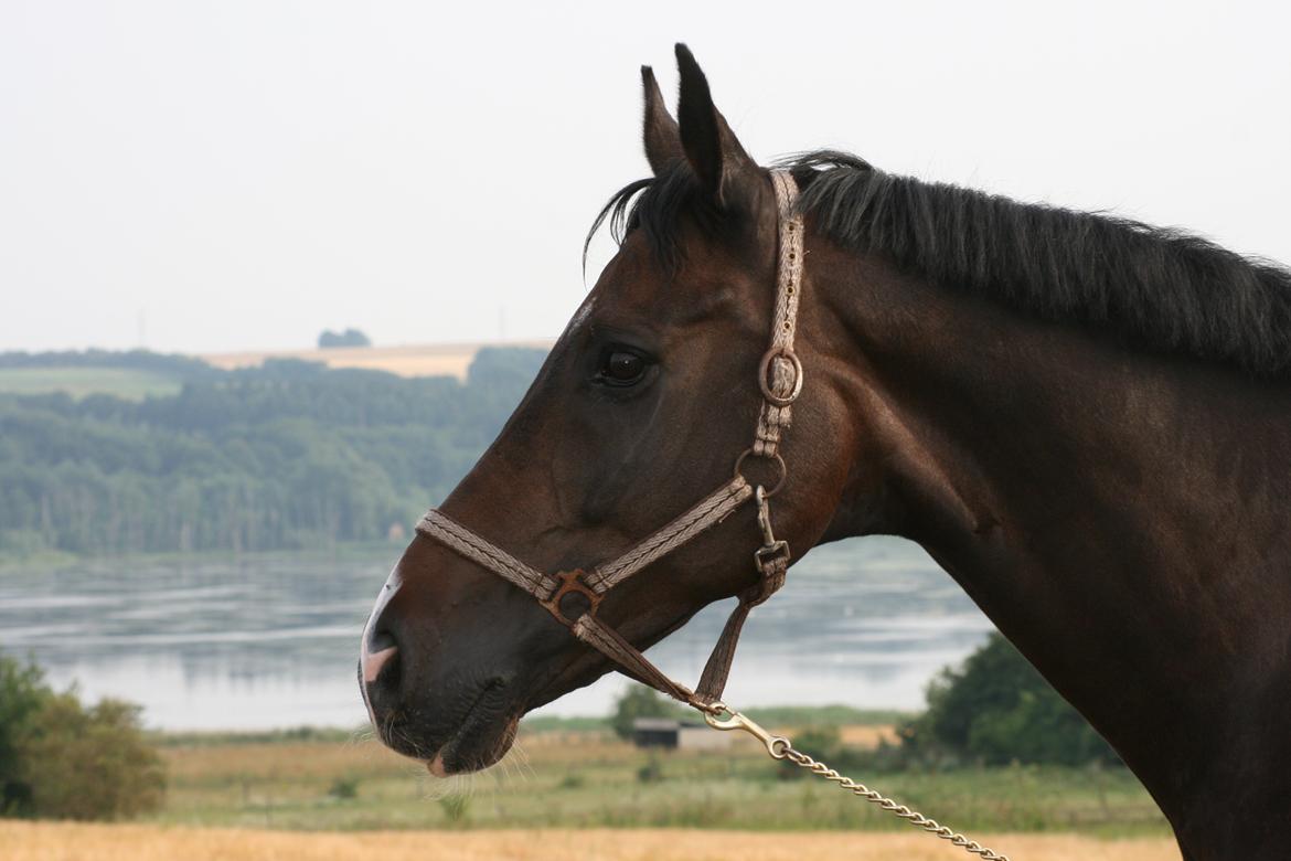 Dansk Varmblod Don Carif (Følle) billede 3