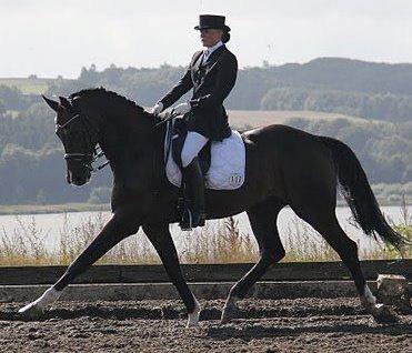 Dansk Varmblod Don Carif (Følle) billede 1