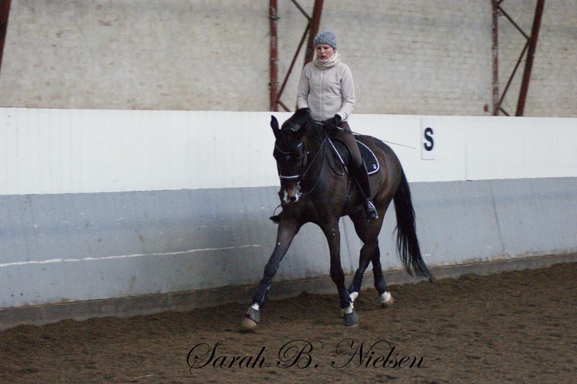 Dansk Varmblod Don Carif (Følle) billede 13