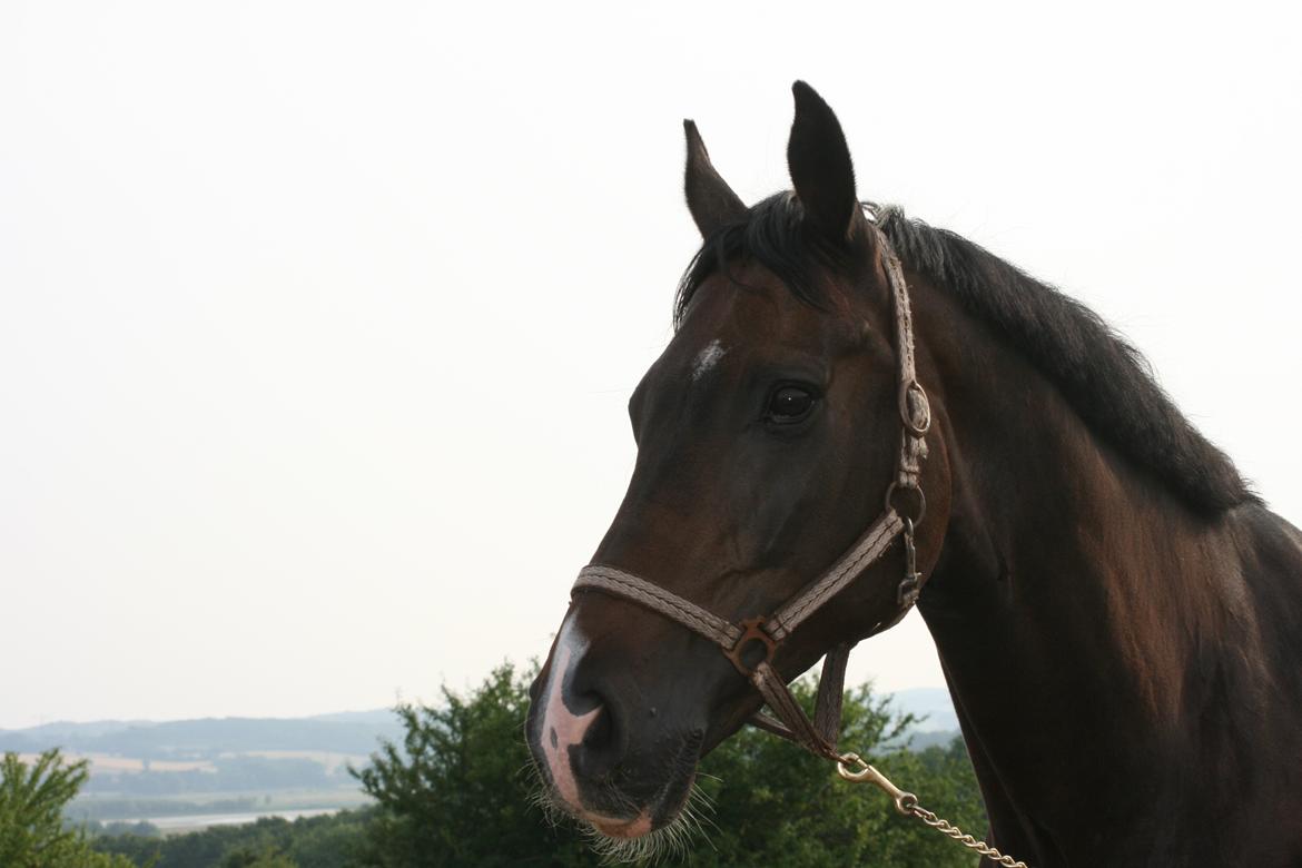 Dansk Varmblod Don Carif (Følle) billede 14