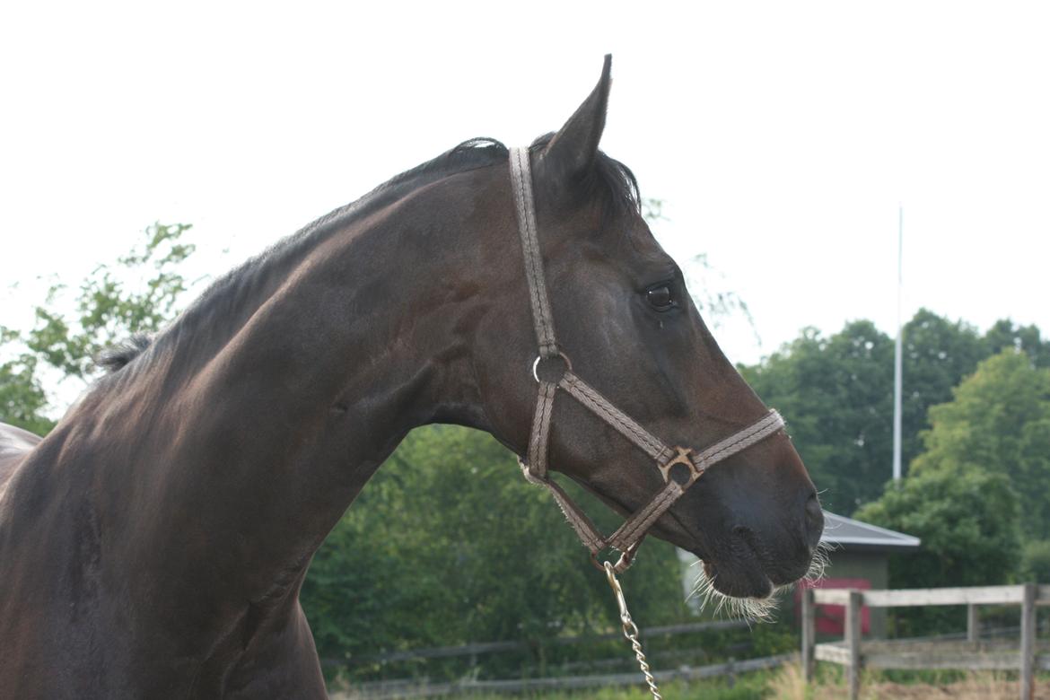 Dansk Varmblod Don Carif (Følle) billede 11
