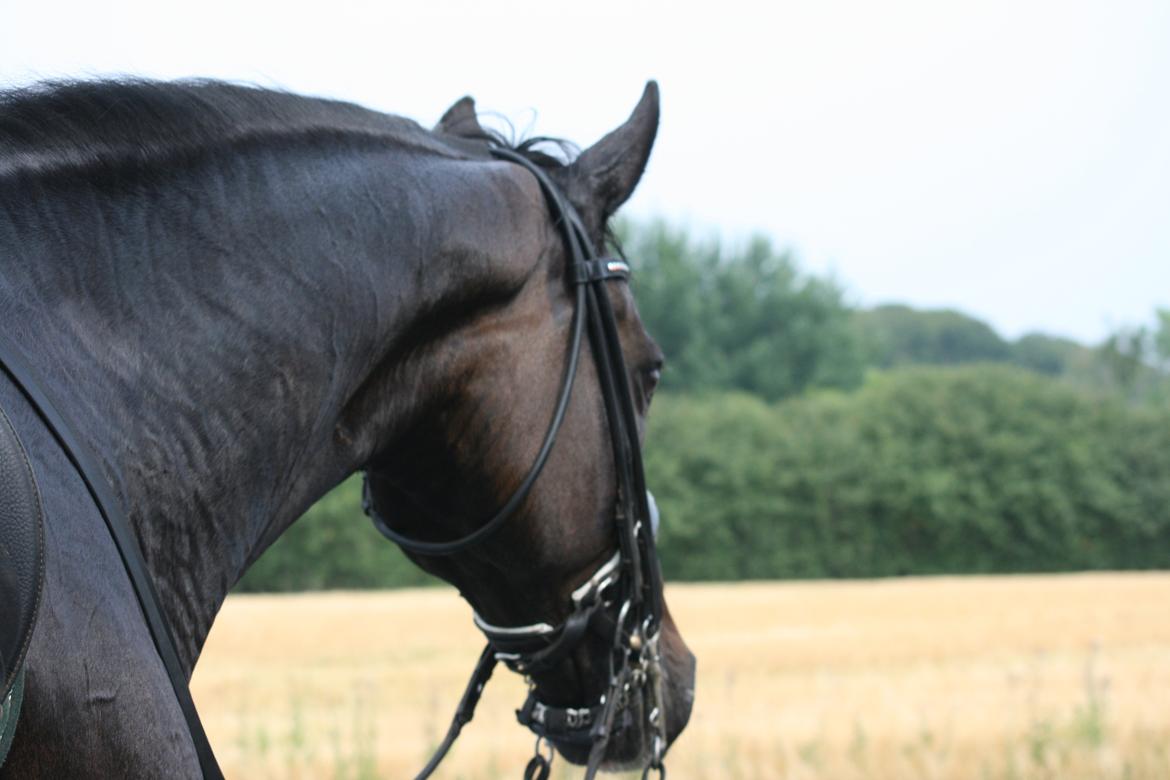 Dansk Varmblod Don Carif (Følle) billede 18