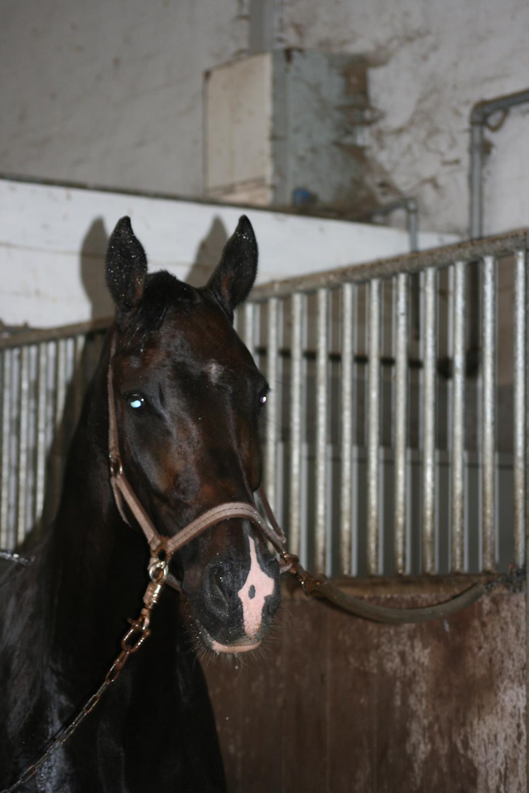 Dansk Varmblod Don Carif (Følle) billede 6