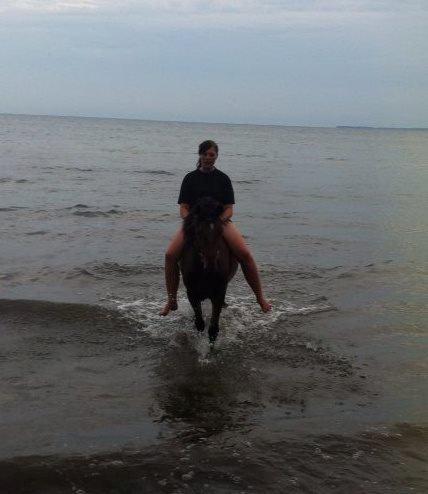 Gotlandsruss Gabriel Gross - Gabbe på stranden i 2013! billede 1