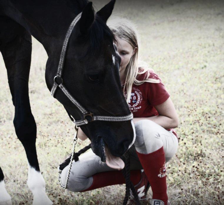Dansk Varmblod Don Carif (Følle) billede 2