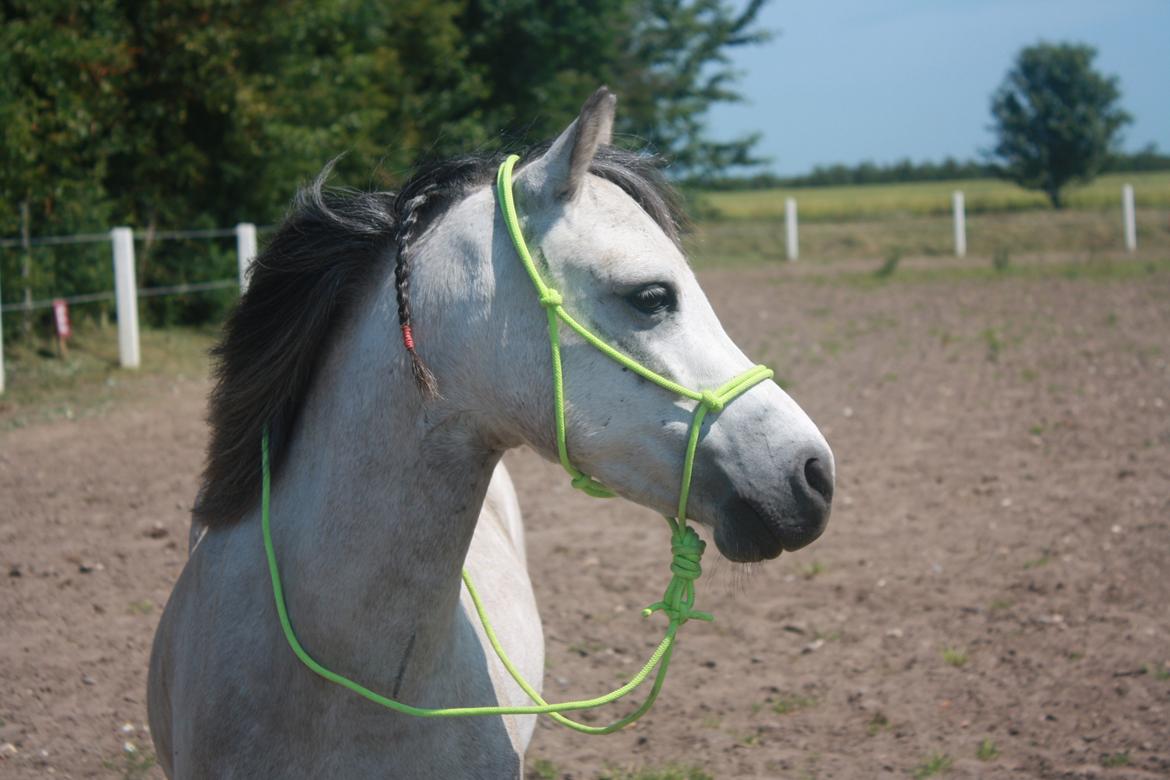 Welsh Mountain (sec A) Gribsvads Mr. Nelson billede 1