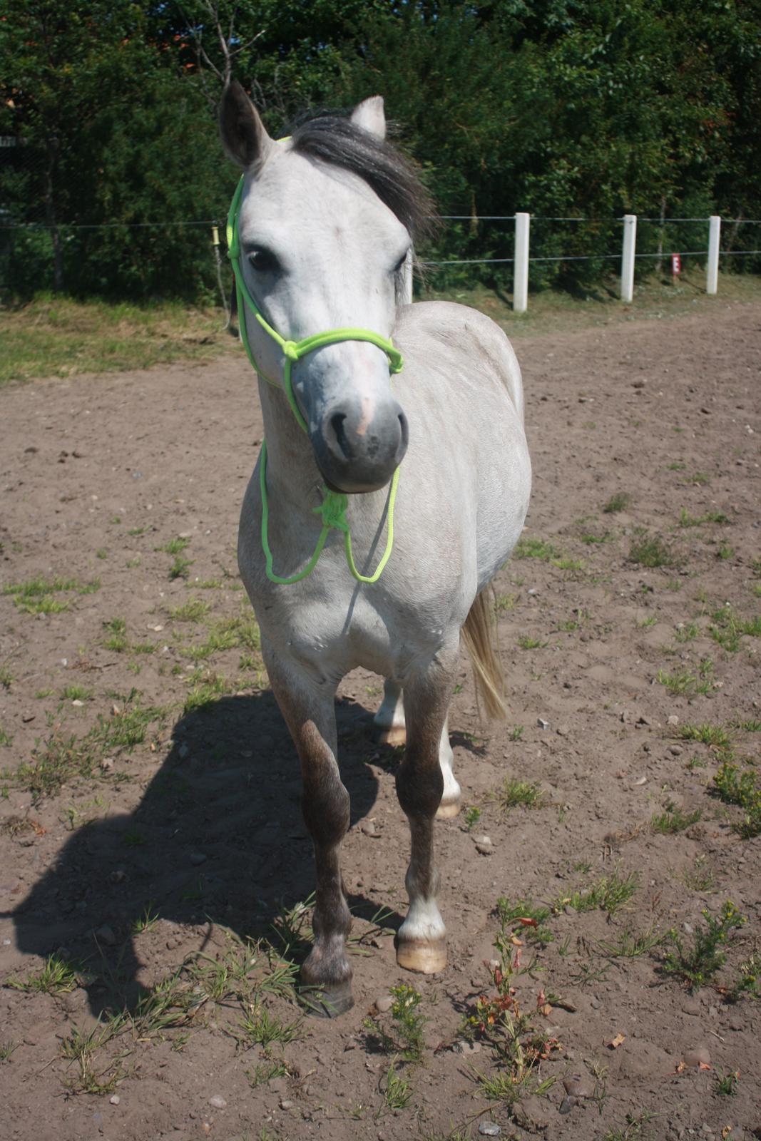 Welsh Mountain (sec A) Gribsvads Mr. Nelson billede 2