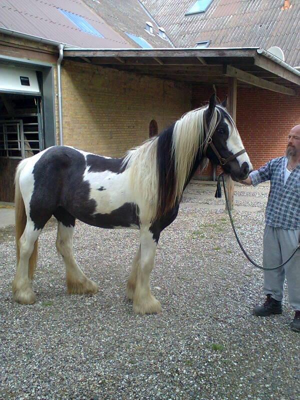 Irish Cob Zoe of Romany Vanner - Maj 2013. Zoe 2 år. billede 17