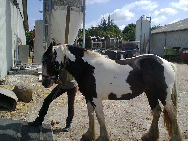 Irish Cob Zoe of Romany Vanner - Juli 2013. billede 1