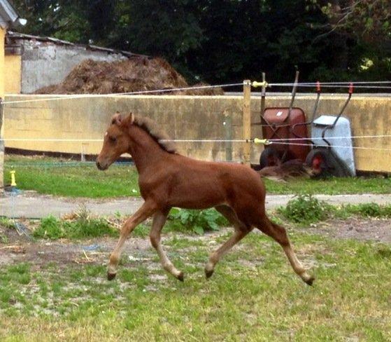 DSP Teardrops Zatino <3 billede 15