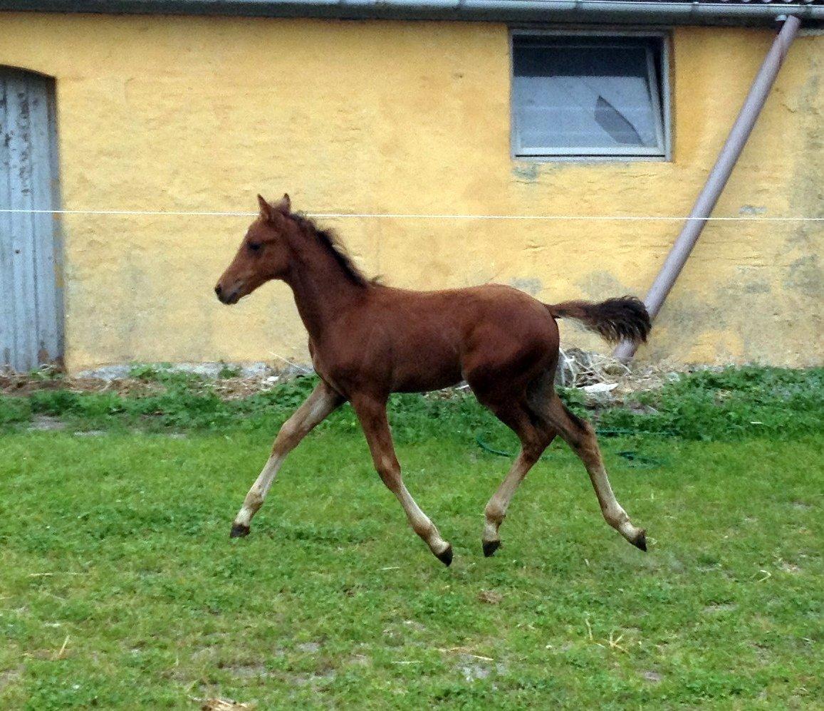 DSP Teardrops Zatino <3 billede 16