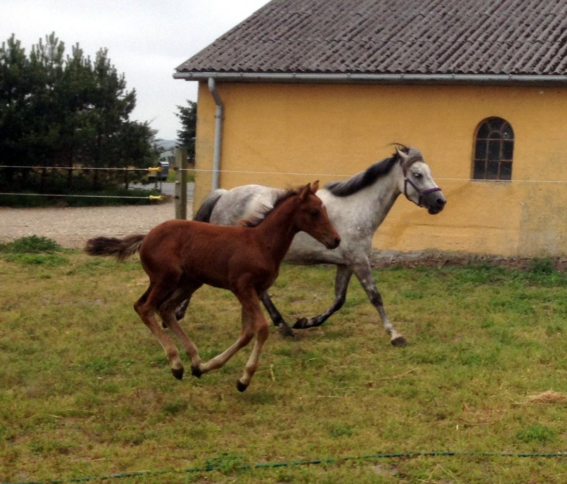 DSP Teardrops Zatino <3 billede 17