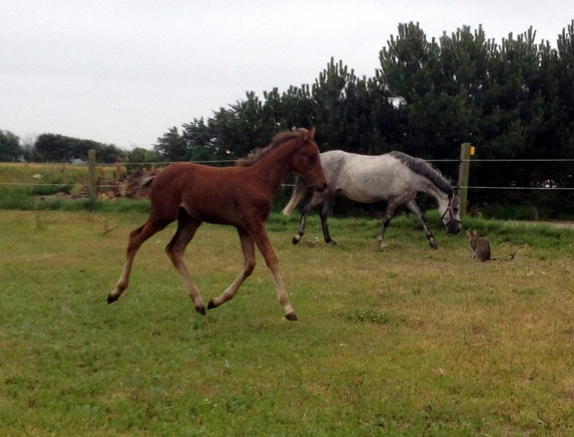 DSP Teardrops Zatino <3 billede 18