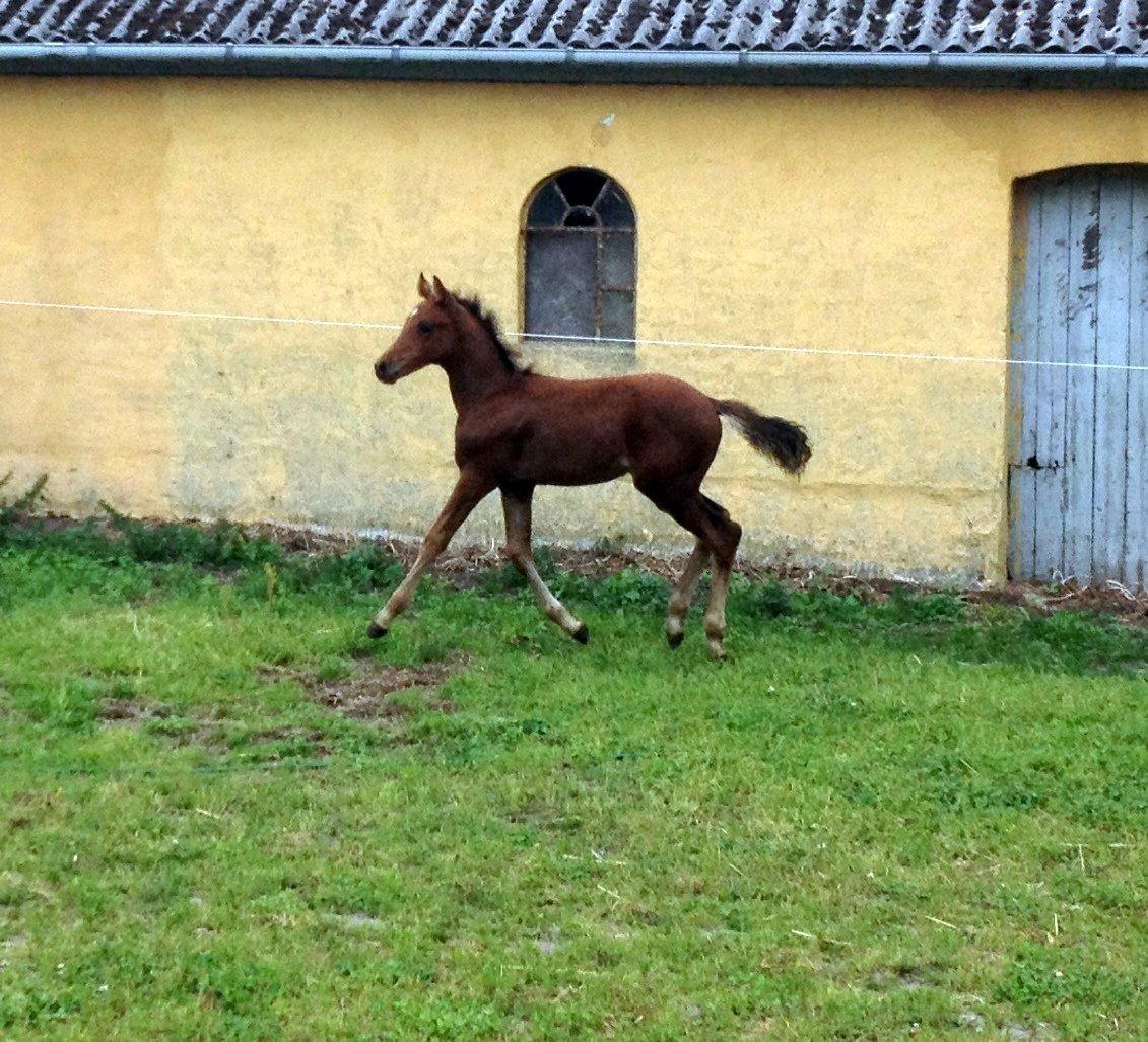 DSP Teardrops Zatino <3 billede 19