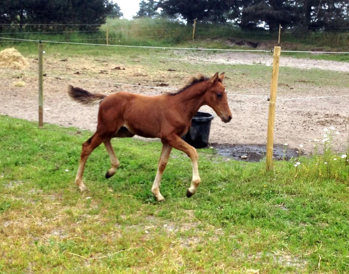 DSP Teardrops Zatino <3 billede 20