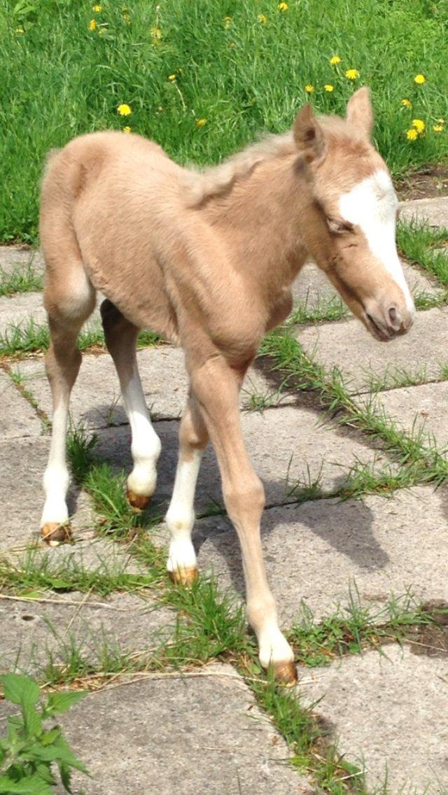 Anden særlig race Stald østergaard's spidi billede 2