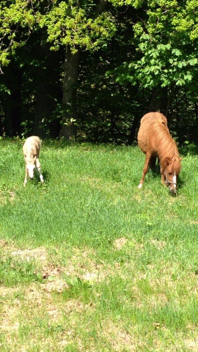 Anden særlig race Stald østergaard's spidi billede 3