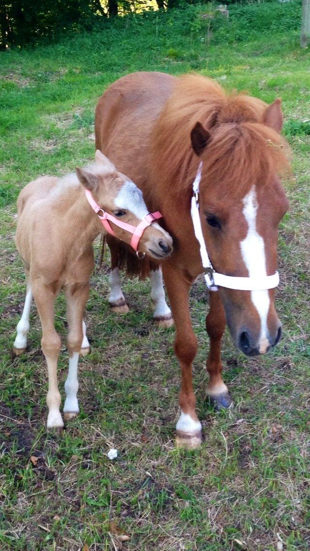 Anden særlig race Stald østergaard's spidi billede 4
