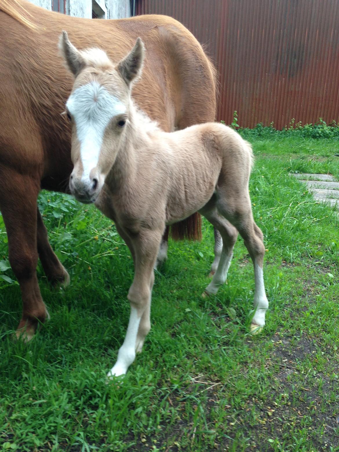 Anden særlig race Stald østergaard's spidi billede 6