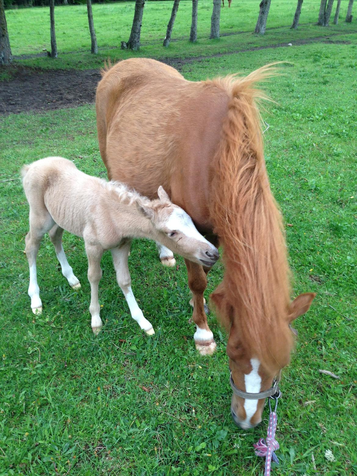 Anden særlig race Stald østergaard's spidi billede 7