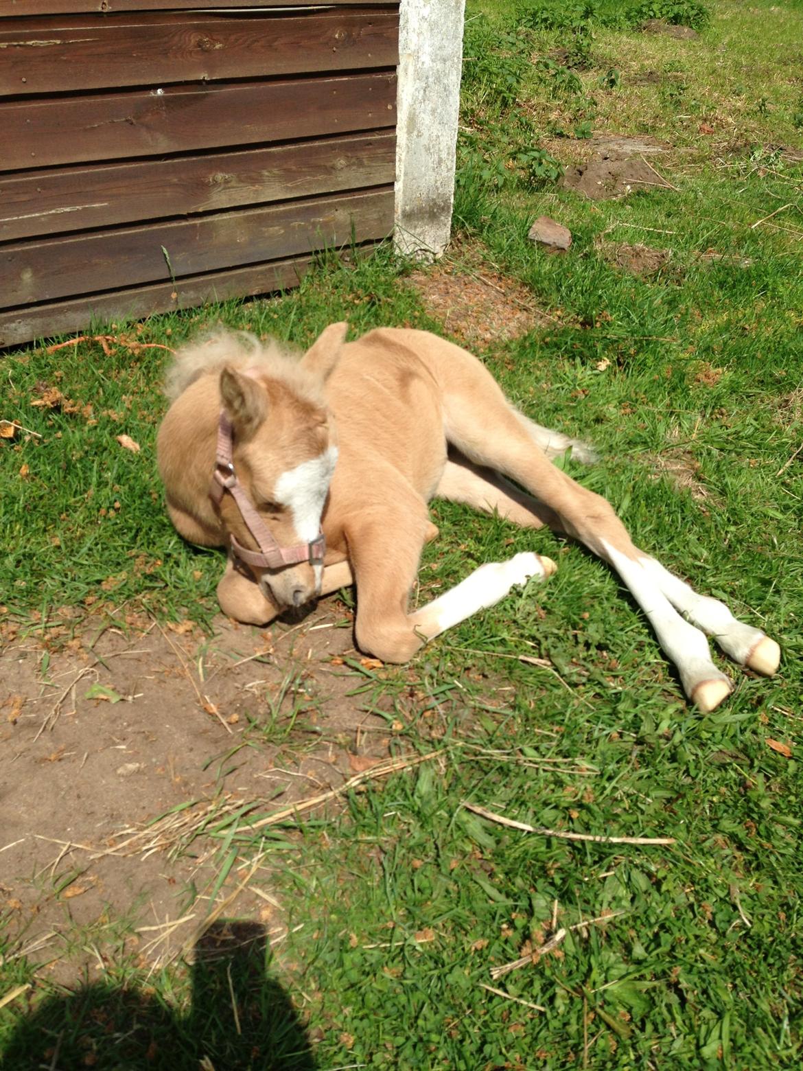 Anden særlig race Stald østergaard's spidi billede 8