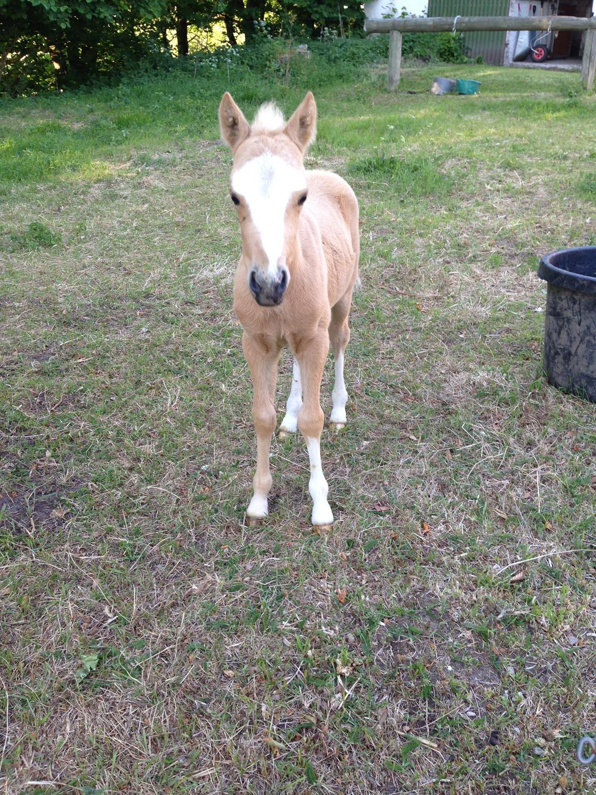 Anden særlig race Stald østergaard's spidi billede 10
