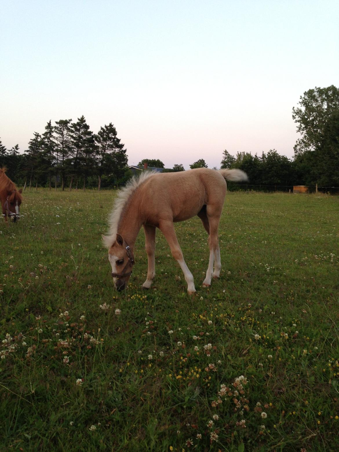 Anden særlig race Stald østergaard's spidi billede 11