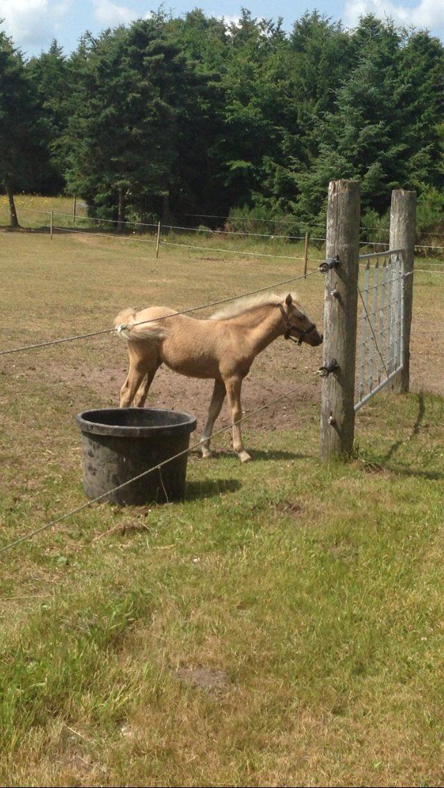 Anden særlig race Stald østergaard's spidi billede 12