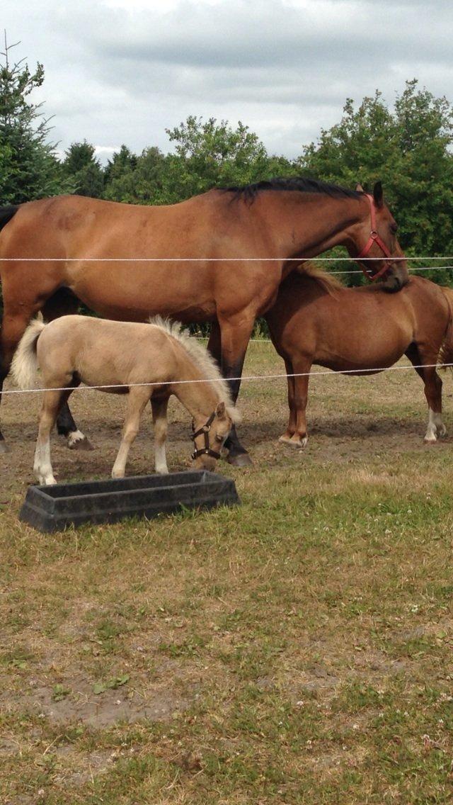 Anden særlig race Stald østergaard's spidi billede 13