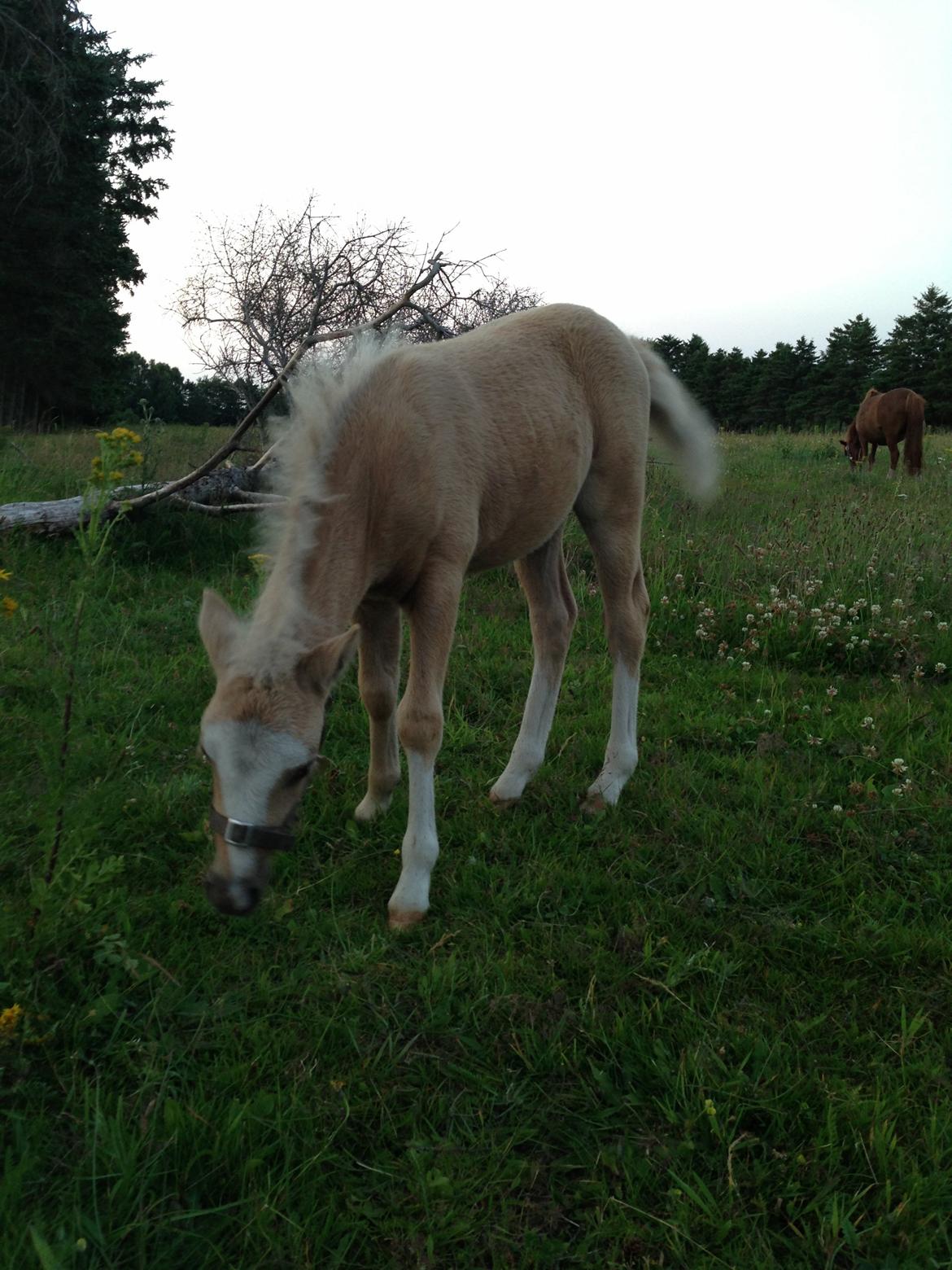 Anden særlig race Stald østergaard's spidi billede 14