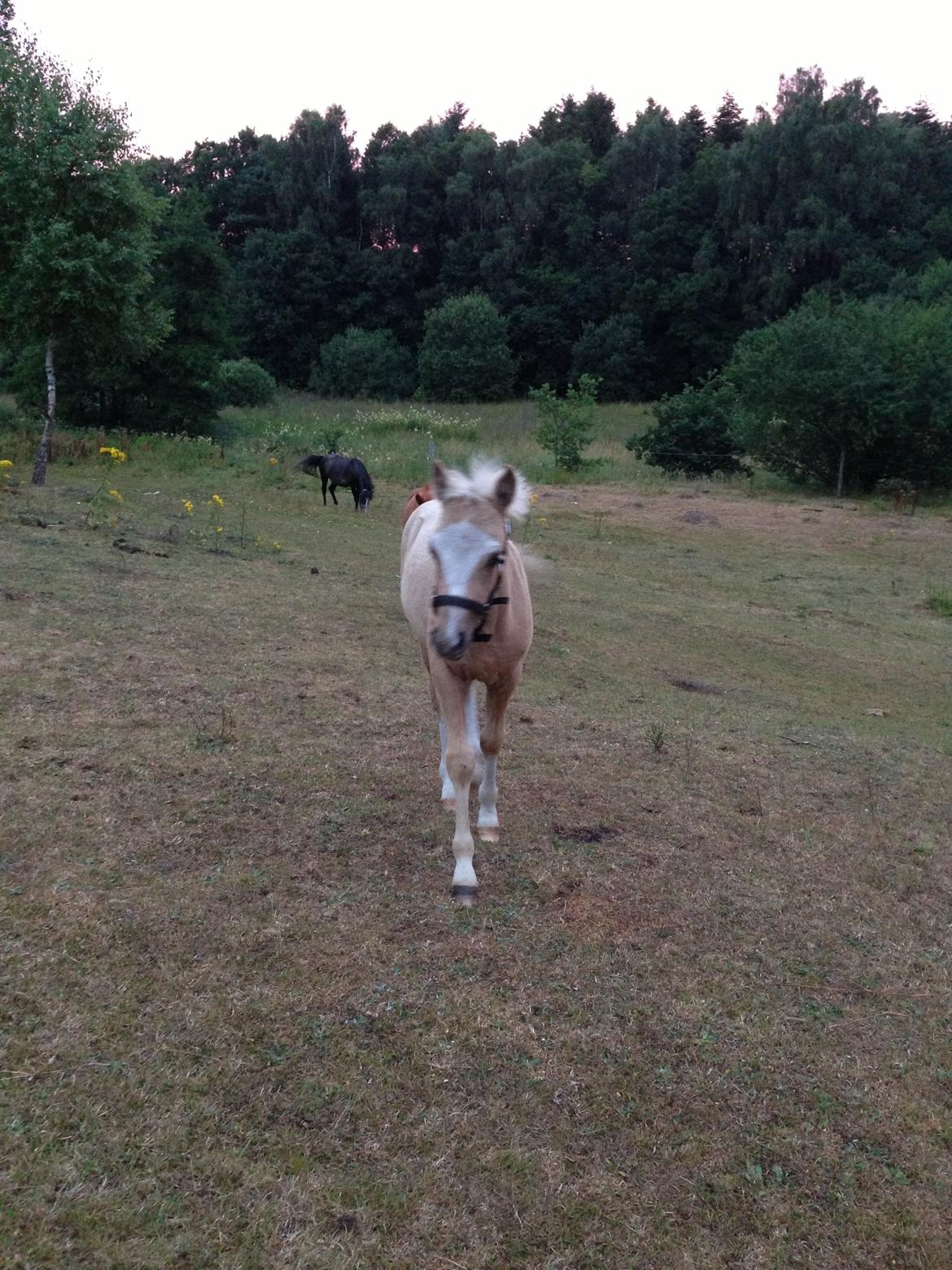 Anden særlig race Stald østergaard's spidi billede 15