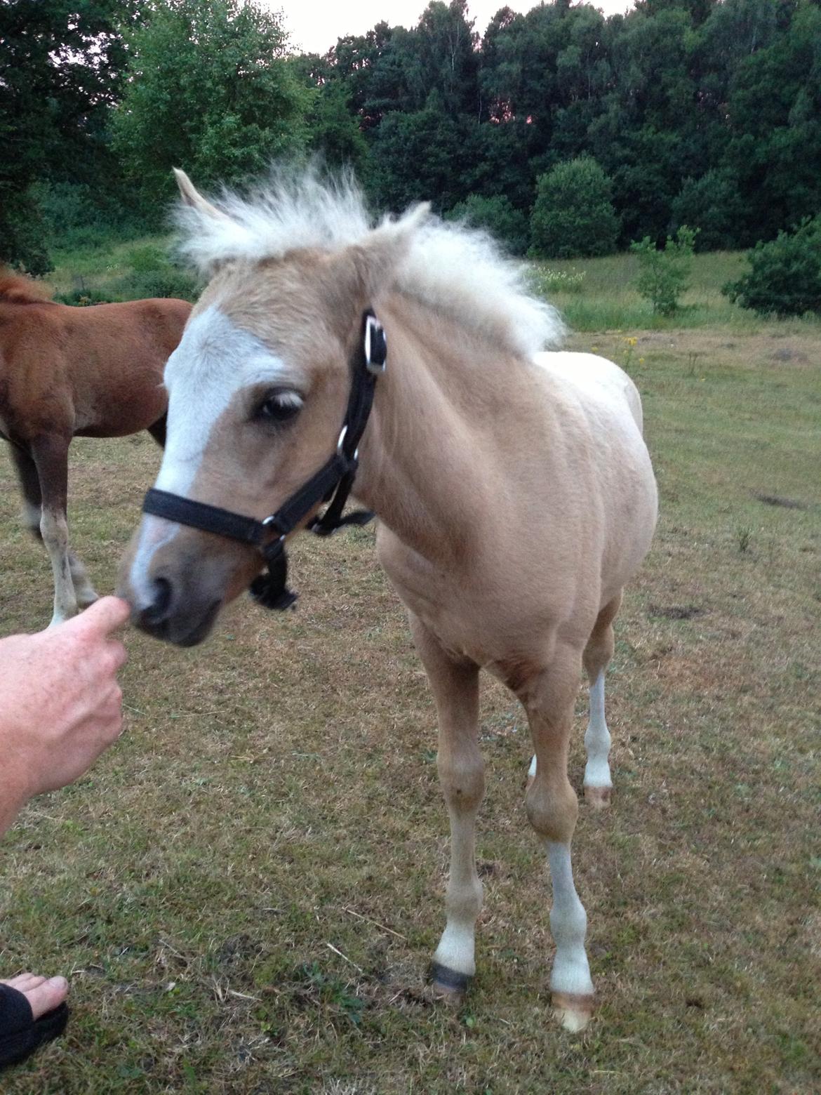 Anden særlig race Stald østergaard's spidi billede 16