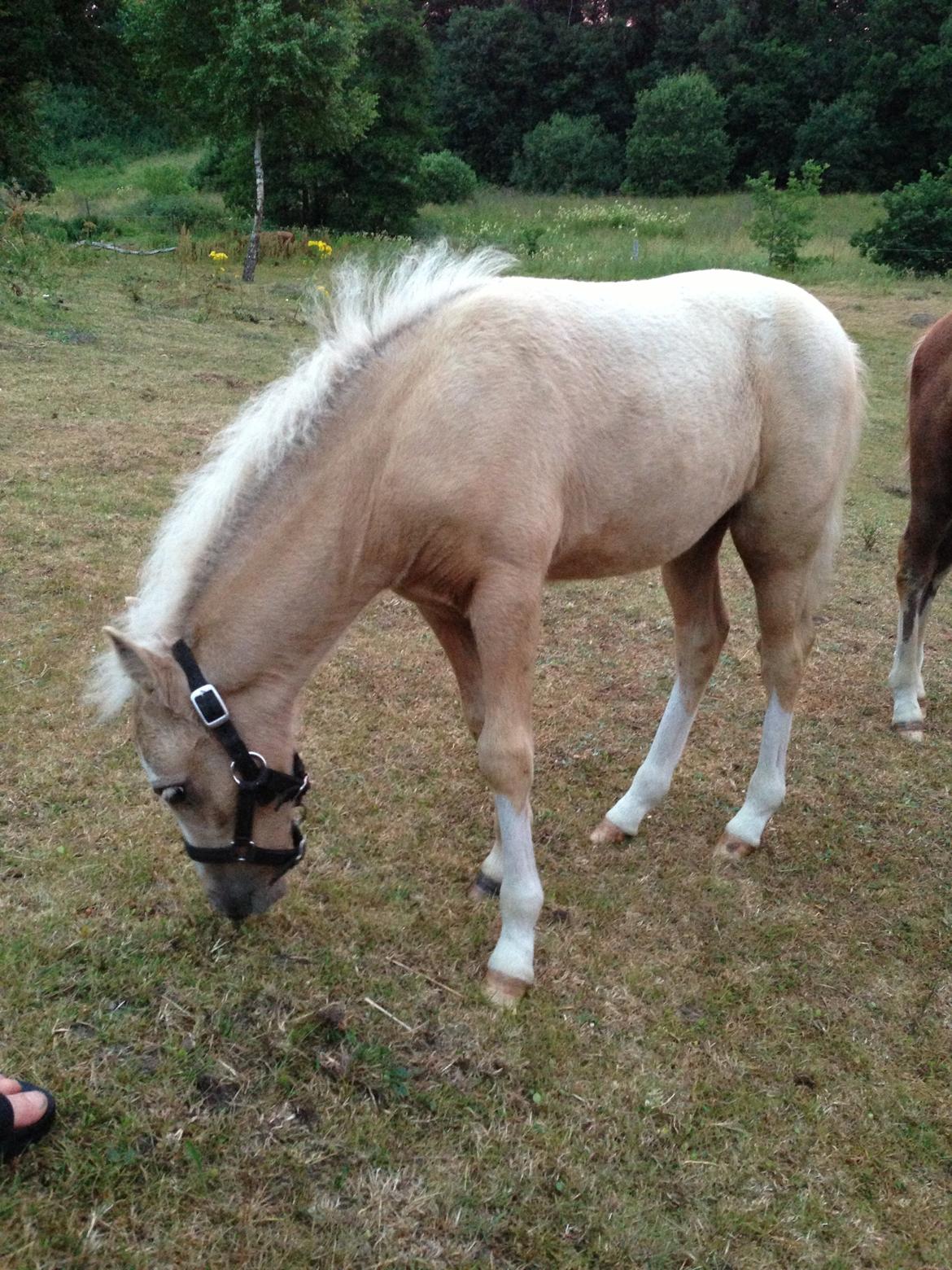 Anden særlig race Stald østergaard's spidi billede 17