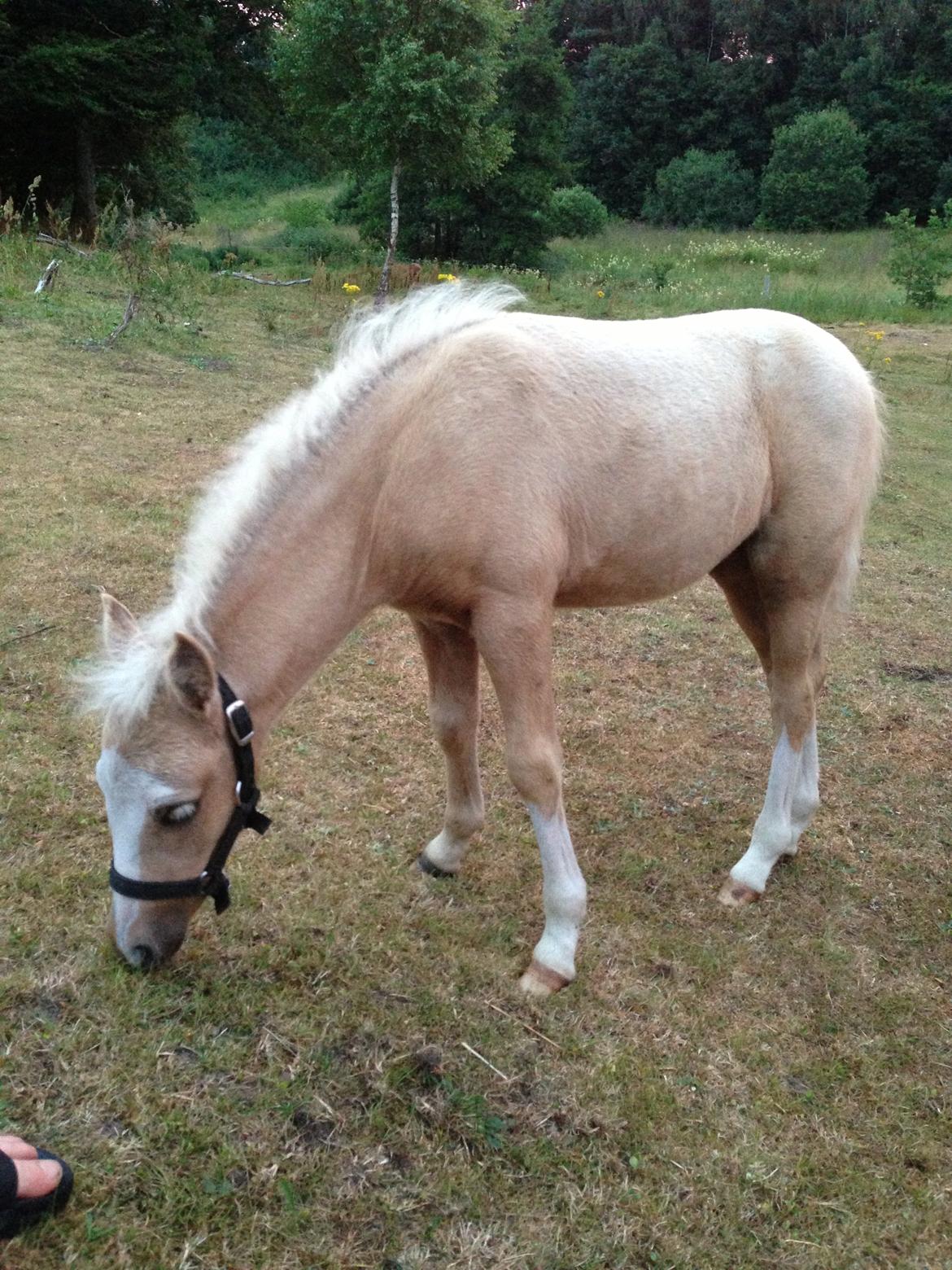 Anden særlig race Stald østergaard's spidi billede 18