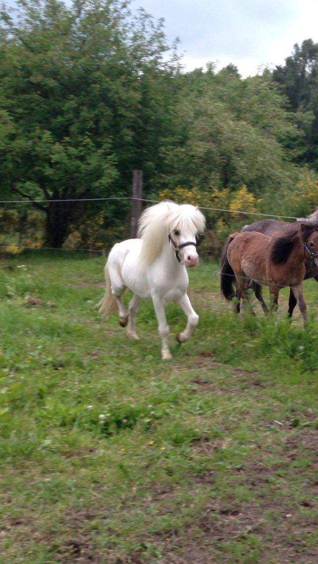 Anden særlig race Stald Østergaard's pondus billede 1