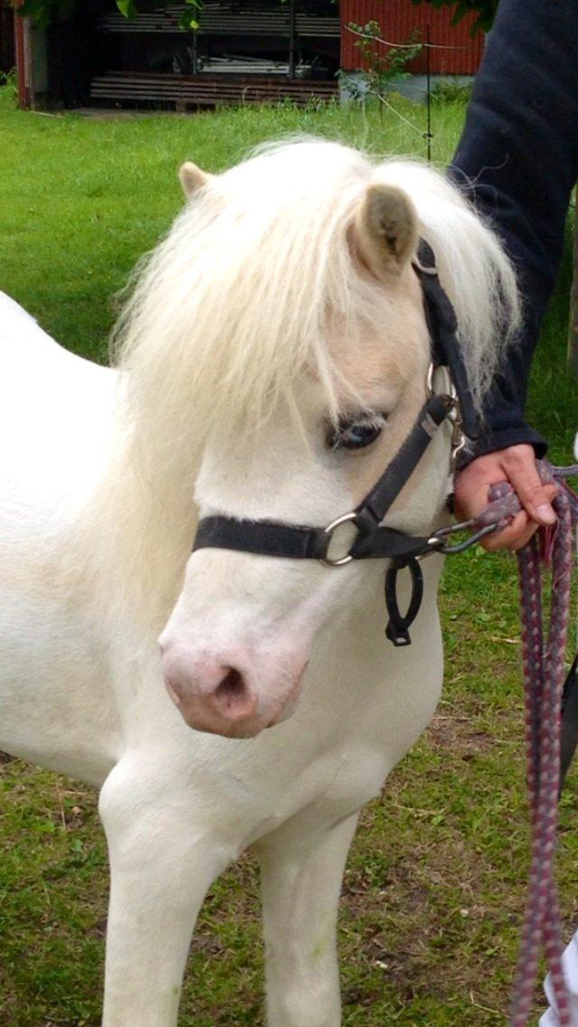 Anden særlig race Stald Østergaard's pondus billede 3