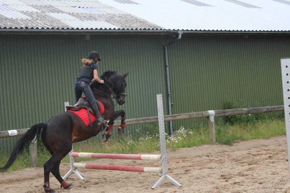 Hollandsk Varmblod Benneton - Farvel :)
Ridelejr 2013 hos Berider Signe Hansen billede 20