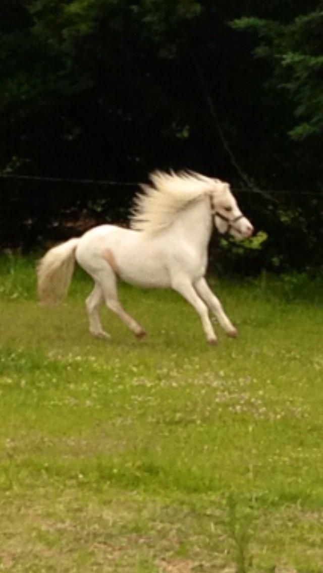 Anden særlig race Stald Østergaard's pondus billede 5