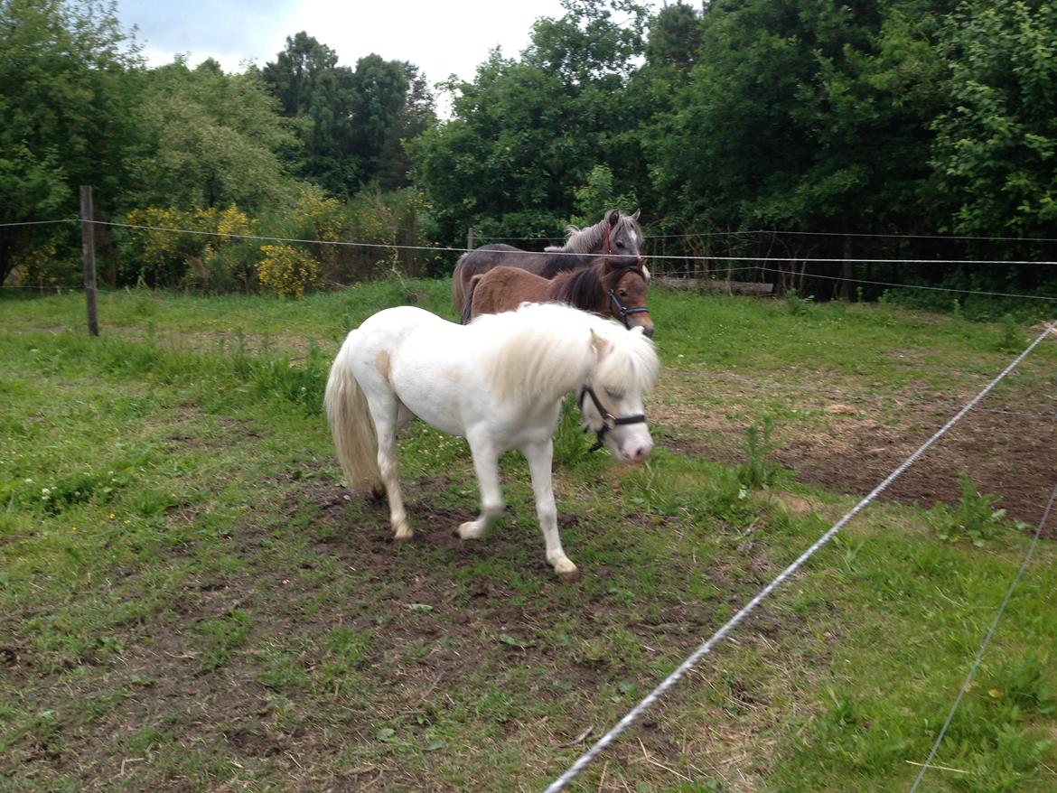 Anden særlig race Stald Østergaard's pondus billede 6
