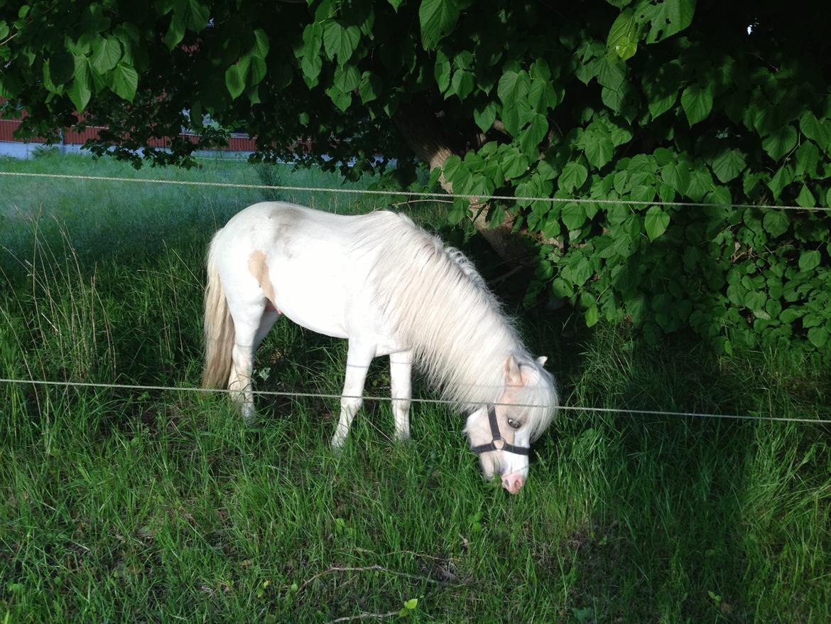 Anden særlig race Stald Østergaard's pondus billede 7