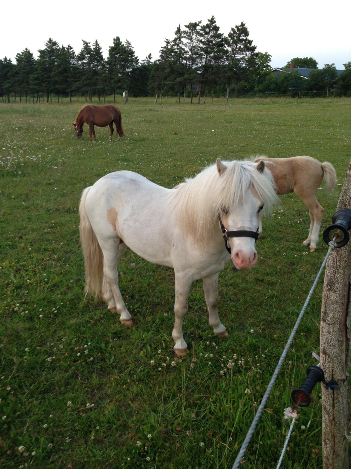 Anden særlig race Stald Østergaard's pondus billede 8