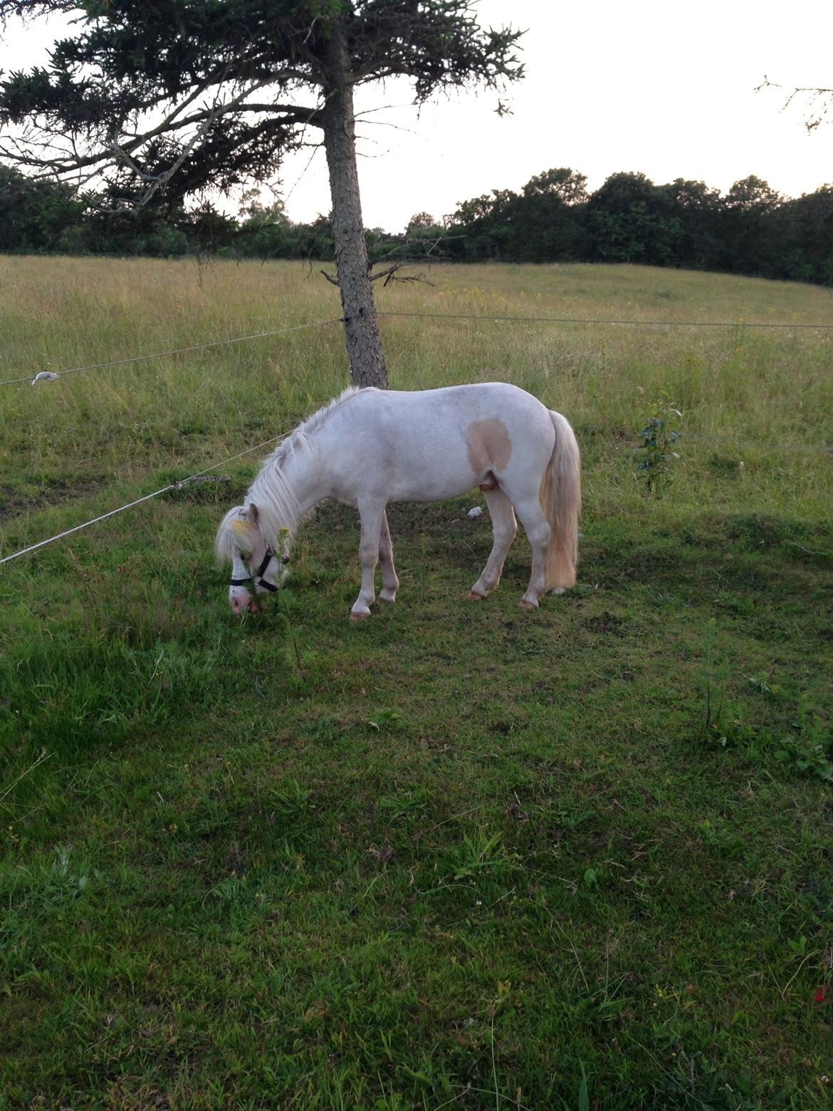 Anden særlig race Stald Østergaard's pondus billede 9