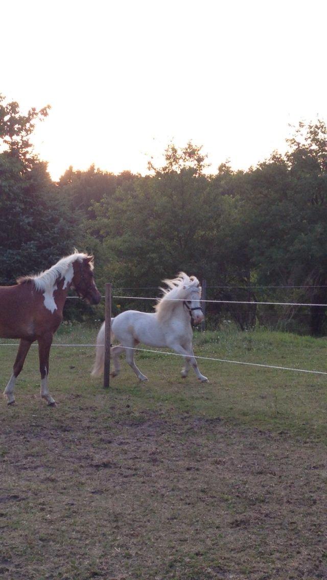 Anden særlig race Stald Østergaard's pondus billede 10