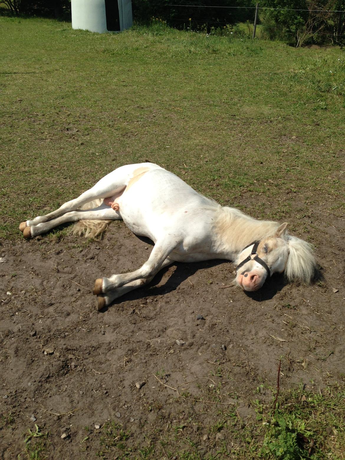 Anden særlig race Stald Østergaard's pondus billede 12