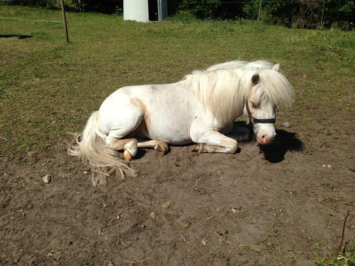 Anden særlig race Stald Østergaard's pondus billede 13